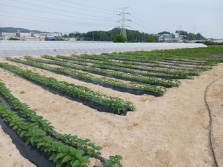 고추6833님의 참깨 · 자유게시판 작성글 사진