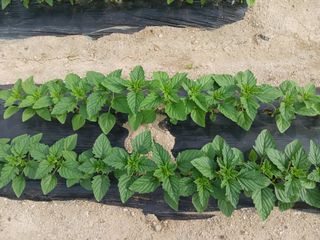 고추6833님의 참깨 · 자유게시판 작성글 사진