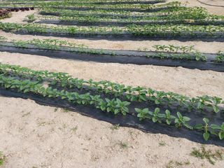 고추6833님의 참깨 · 자유게시판 작성글 사진