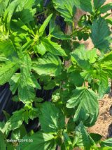 팜모닝 참깨·병해충상담 게시글 이미지