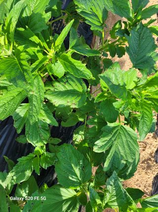 hkte님의 참깨 · 병해충상담 작성글 사진