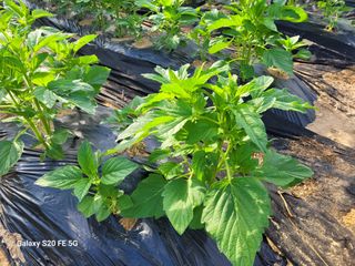 hkte님의 참깨 · 병해충상담 작성글 사진