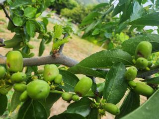 대추39400님의 기타작물 · 병해충상담 작성글 사진