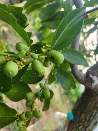 대추39400님의 기타작물 · 병해충상담 작성글 사진