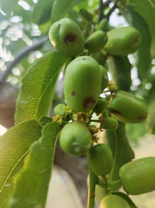 대추39400님의 기타작물 · 병해충상담 작성글 사진