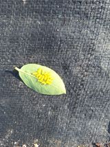 팜모닝 블루베리·병해충상담 게시글 이미지