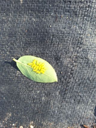 김숙희님의 블루베리 · 병해충상담 작성글 사진