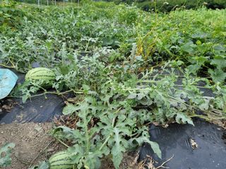 다솜방님의 상추 · 영농일지 작성글 사진