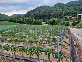 이석민님의 고추 · 영농일지 작성글 사진