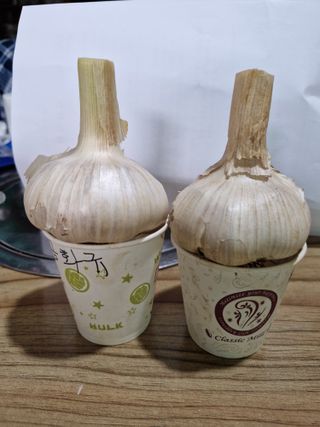 이정자님의 마늘 · 영농일지 작성글 사진