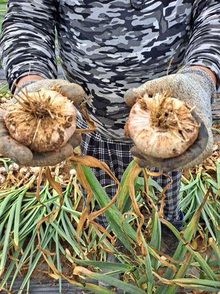 이정자님의 마늘 · 영농일지 작성글 사진