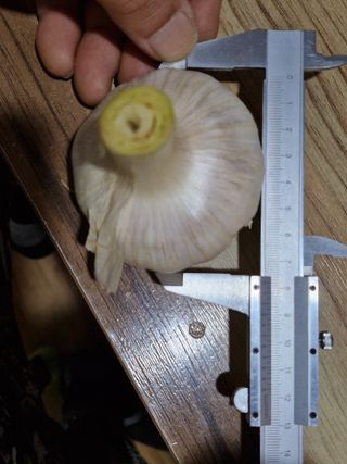 이정자님의 마늘 · 영농일지 작성글 사진