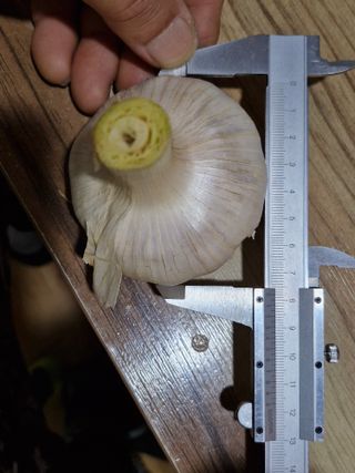 이정자님의 마늘 · 영농일지 작성글 사진