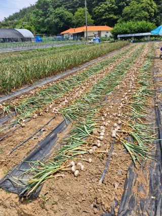 이정자님의 마늘 · 영농일지 작성글 사진
