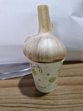 이정자님의 마늘 · 영농일지 작성글 사진