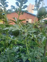 팜모닝 기타작물·영농일지 게시글 이미지