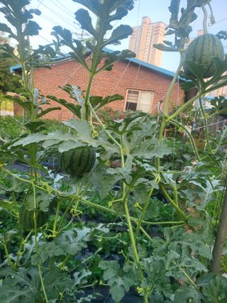 정창흠님의 기타작물 · 영농일지 작성글 사진