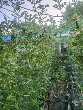 정창흠님의 기타작물 · 영농일지 작성글 사진