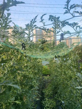 정창흠님의 기타작물 · 영농일지 작성글 사진