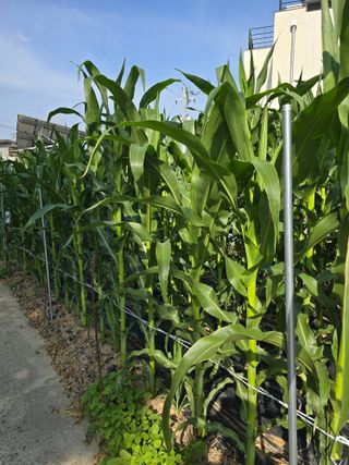 들깨19622님의 옥수수 · 영농일지 작성글 사진