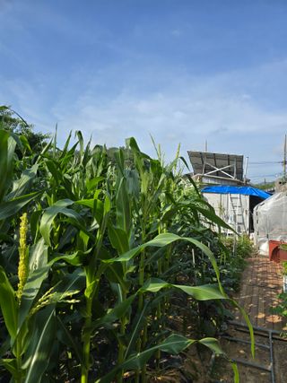 들깨19622님의 옥수수 · 영농일지 작성글 사진