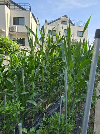 들깨19622님의 옥수수 · 영농일지 작성글 사진