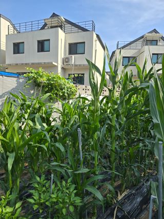 들깨19622님의 옥수수 · 영농일지 작성글 사진