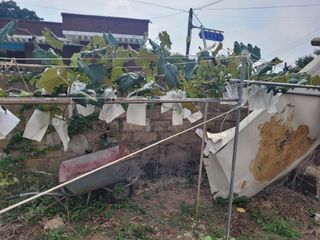 이출호님의 포도 · 영농일지 작성글 사진