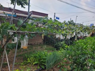 이출호님의 포도 · 영농일지 작성글 사진