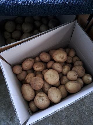 내산농장님의 감자 · 영농일지 작성글 사진