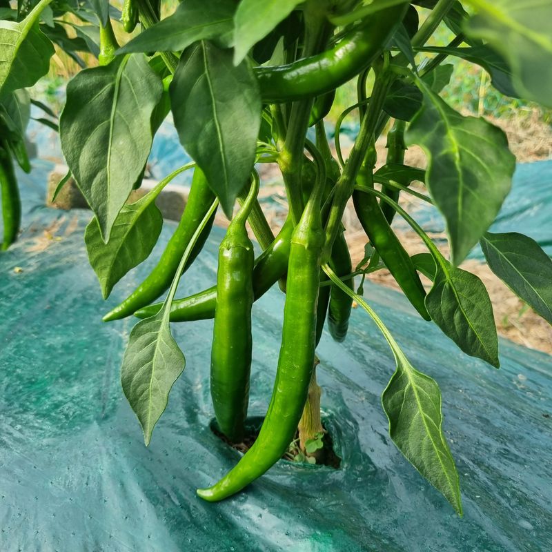 장터 상품 [미인고추풋고추1kg] 썸네일