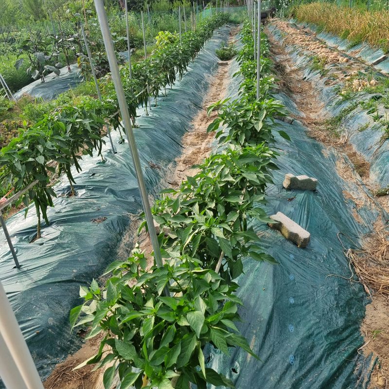 훈&팜님의 장터 판매 상품 [미인고추풋고추1kg] 첨부 사진