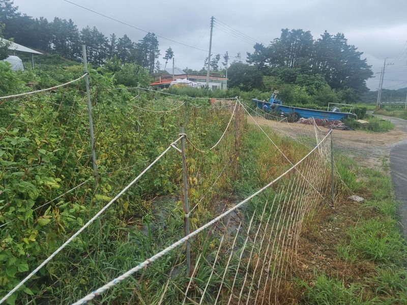 김민철님의 장터 판매 상품 [9mm 해태망(고급) 한번써본 사람이 다시사는 제품 산양삼 생산자들 많이쓰는제품] 첨부 사진