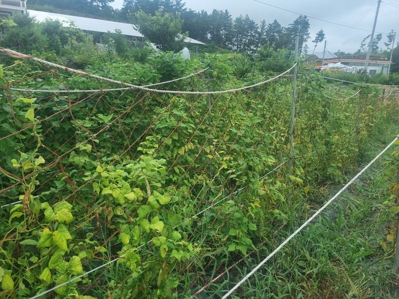 김민철님의 장터 판매 상품 [9mm 해태망(고급) 한번써본 사람이 다시사는 제품 산양삼 생산자들 많이쓰는제품] 첨부 사진