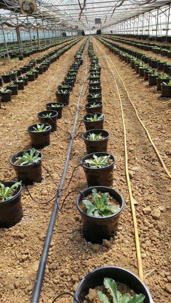 사랑꽃농장님의 장터 판매 상품 [신품종)시넨시스꽃 모종 3종(3개)(월동 가능)] 첨부 사진