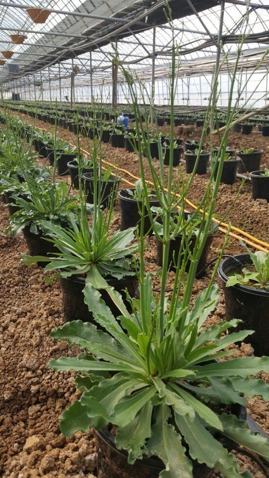 사랑꽃농장님의 장터 판매 상품 [신품종)시넨시스꽃 모종 3종(3개)(월동 가능)] 첨부 사진