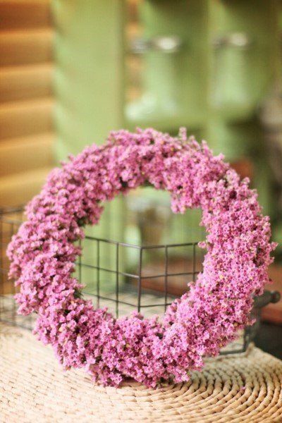 사랑꽃농장님의 장터 판매 상품 [신품종)시넨시스꽃 모종 3종(3개)(월동 가능)] 첨부 사진