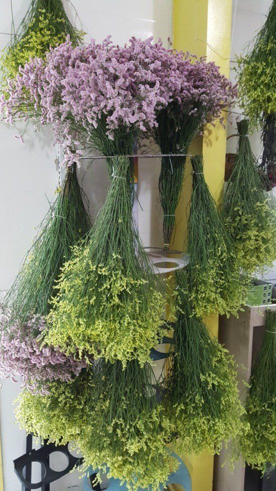 사랑꽃농장님의 장터 판매 상품 [신품종)시넨시스꽃 모종 3종(3개)(월동 가능)] 첨부 사진