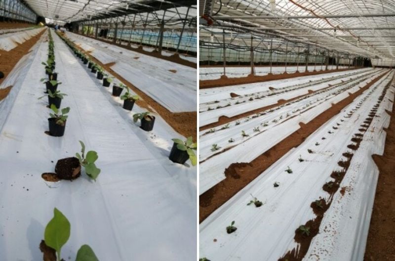 사랑꽃농장님의 장터 판매 상품 [신품종)시넨시스꽃 모종 3종(3개)(월동 가능)] 첨부 사진