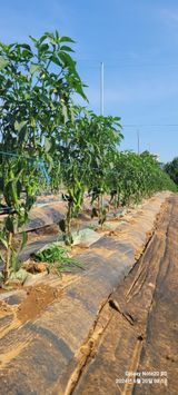 팜모닝 고추·영농일지 게시글 이미지