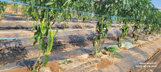 양기승님의 고추 · 영농일지 작성글 사진