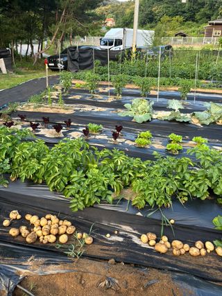 국흥호님의 감자 · 영농일지 작성글 사진