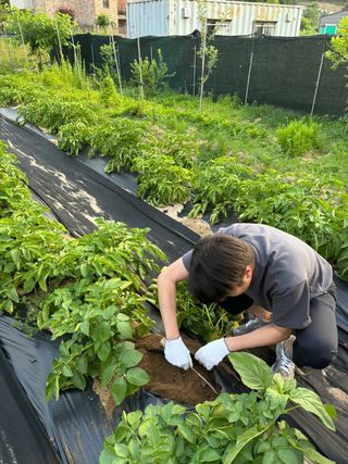 국흥호님의 감자 · 영농일지 작성글 사진