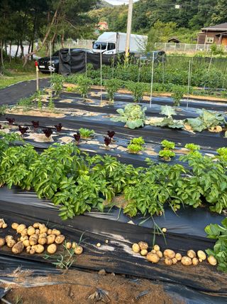 국흥호님의 감자 · 영농일지 작성글 사진