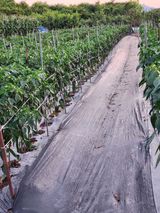 팜모닝 고추·영농일지 게시글 이미지