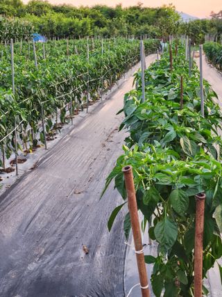 토마토11843님의 고추 · 영농일지 작성글 사진