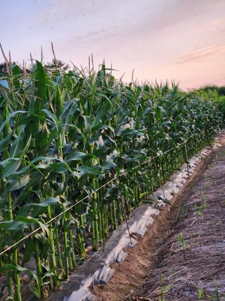 토마토11843님의 고추 · 영농일지 작성글 사진