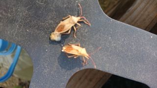 표고버섯20903님의 농사, 무엇이든 물어보세요! · 참여글 작성글 사진