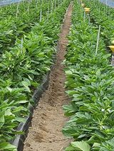 팜모닝 참깨·영농일지 게시글 이미지