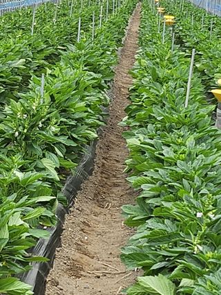 김창순님의 참깨 · 영농일지 작성글 사진